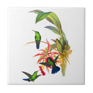 John Gould's Hummingbirds with Pink Orchids Tile