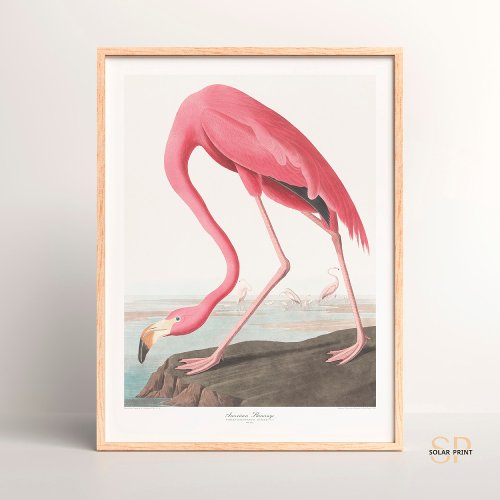 John James Audubon American Flamingo Wildlife Art Poster