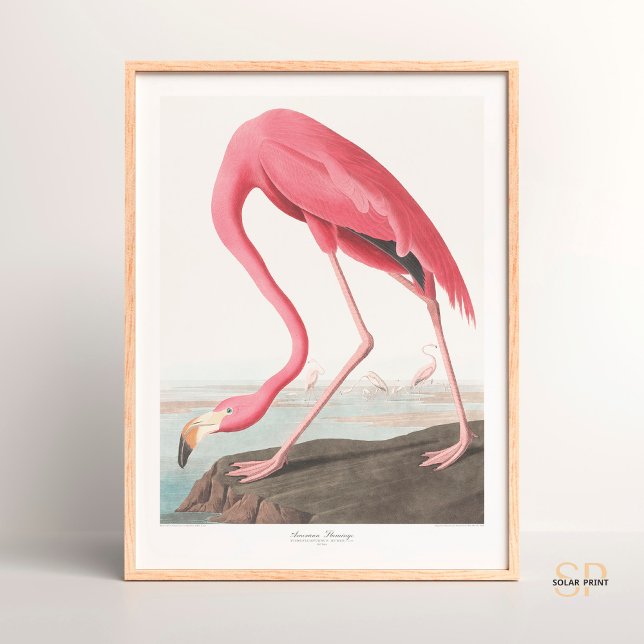 John James Audubon American Flamingo Wildlife Art Poster (Creator Uploaded)