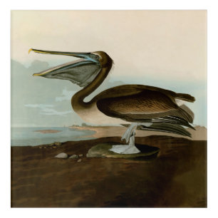 John James Audubon Brown Pelican Artwork Painting Acrylic Print
