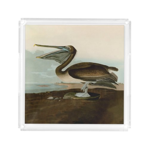 John James Audubon Brown Pelican Artwork Painting Acrylic Tray