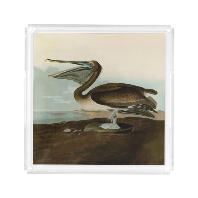 John James Audubon Brown Pelican Artwork Painting Acrylic Tray (Front)