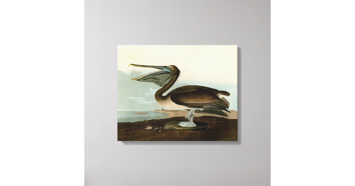 John James Audubon Brown Pelican Artwork Painting Canvas Print | Zazzle
