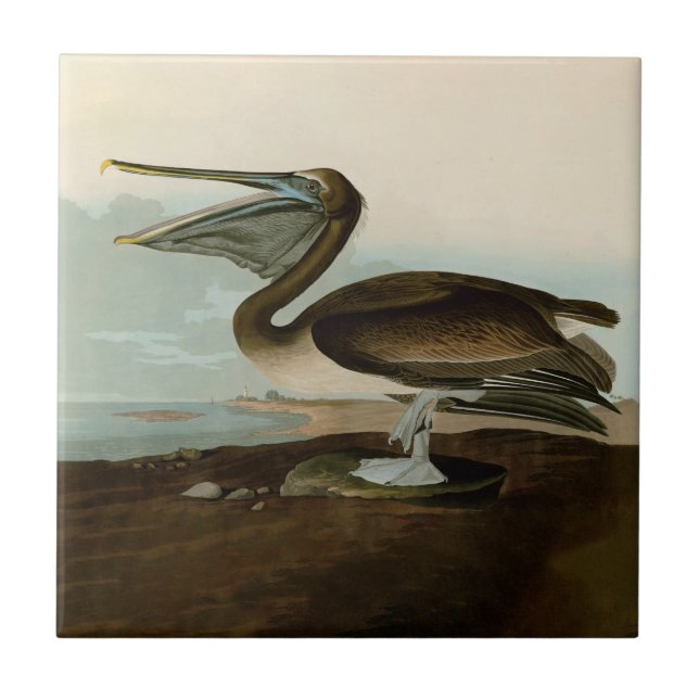 John James Audubon Brown Pelican Artwork Painting Ceramic Tile (Front)