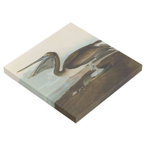 John James Audubon Brown Pelican Artwork Painting Gallery Wrap