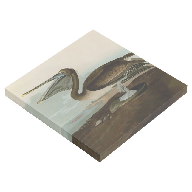 John James Audubon Brown Pelican Artwork Painting Gallery Wrap (3/4)