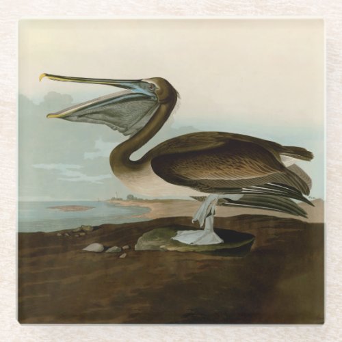 John James Audubon Brown Pelican Artwork Painting Glass Coaster