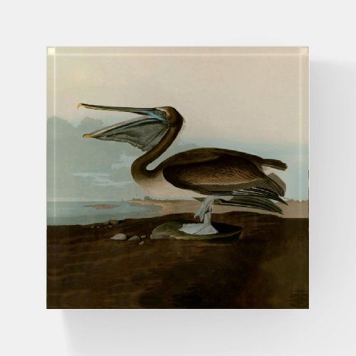 John James Audubon Brown Pelican Artwork Painting Paperweight