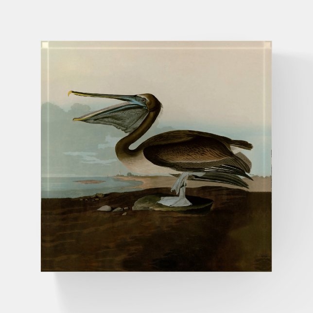 John James Audubon Brown Pelican Artwork Painting Paperweight (Front)