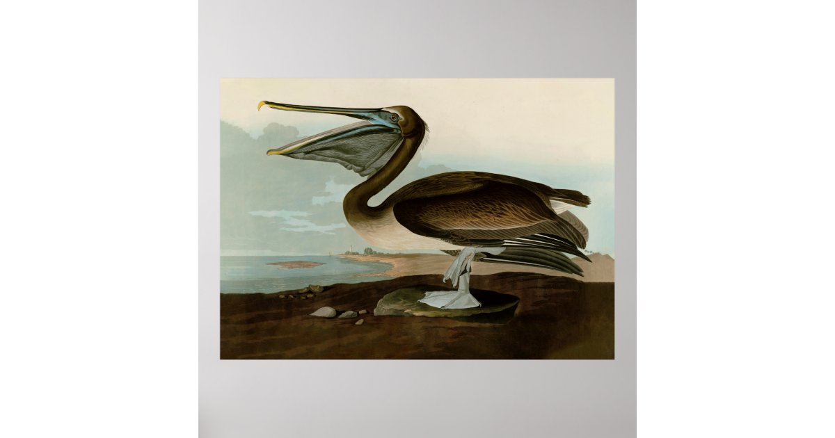 John James Audubon Brown Pelican Artwork Painting Poster | Zazzle