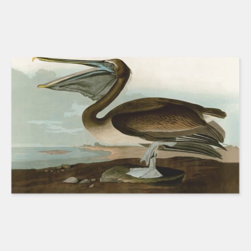John James Audubon Brown Pelican Artwork Painting Rectangular Sticker