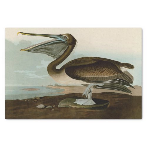 John James Audubon Brown Pelican Artwork Painting Tissue Paper