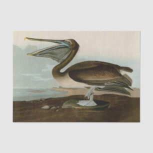 John James Audubon Brown Pelican Artwork Painting Tissue Paper