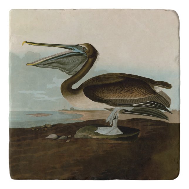 John James Audubon Brown Pelican Artwork Painting Trivet (Front)
