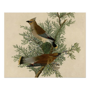 John James Audubon Cedar Waxwing Bird Print