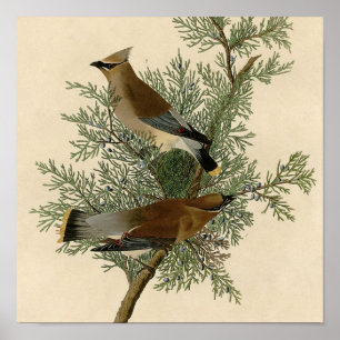 John James Audubon Cedar Waxwing Bird Print