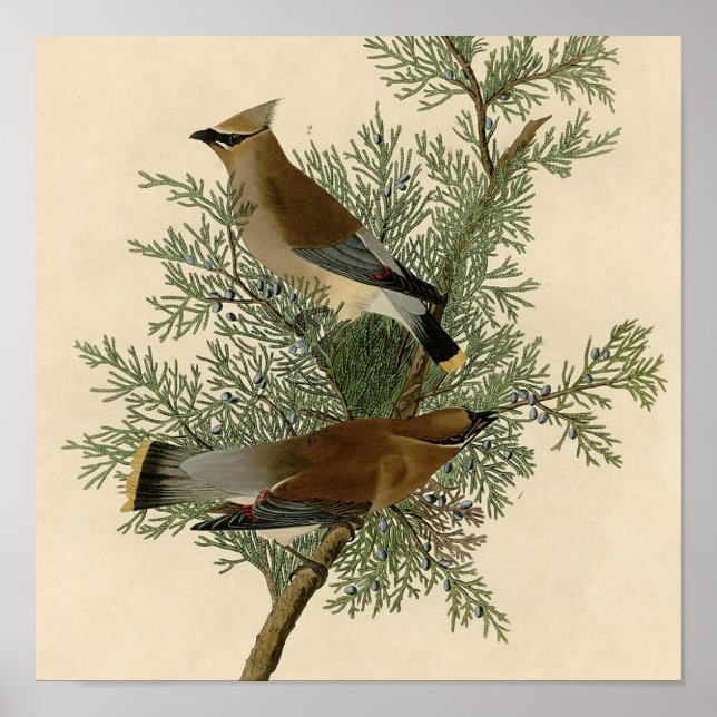 John James Audubon Cedar Waxwing Bird Print (Front)