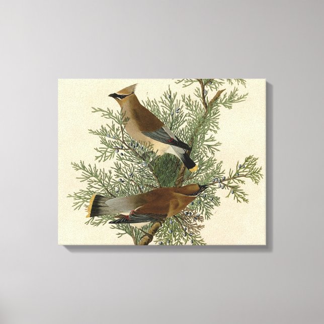 John James Audubon Cedar Waxwing Bird Print (Front)
