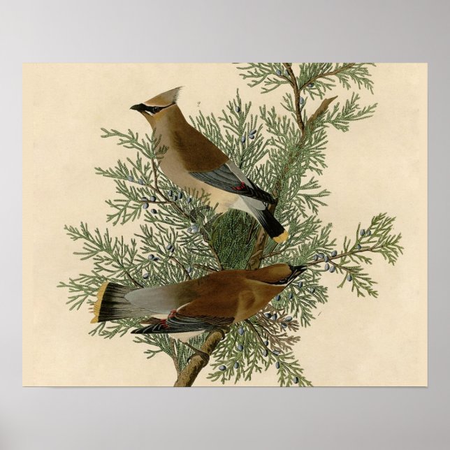 John James Audubon Cedar Waxwing Bird Print (Front)