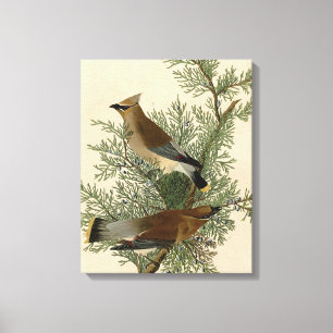 John James Audubon Cedar Waxwing Bird Print