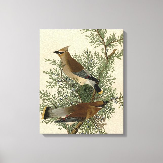 John James Audubon Cedar Waxwing Bird Print (Front)