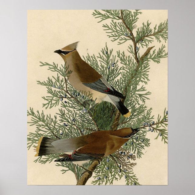 John James Audubon Cedar Waxwing Bird Print (Front)