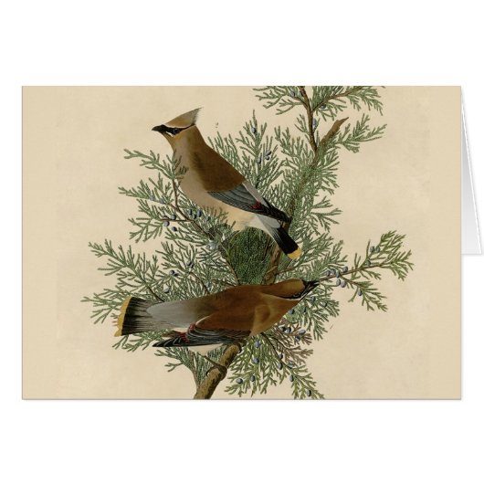 John James Audubon Cedar Waxwing Bird Print Cards (Front Horizontal)