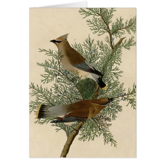John James Audubon Cedar Waxwing Bird Print Cards (Front)
