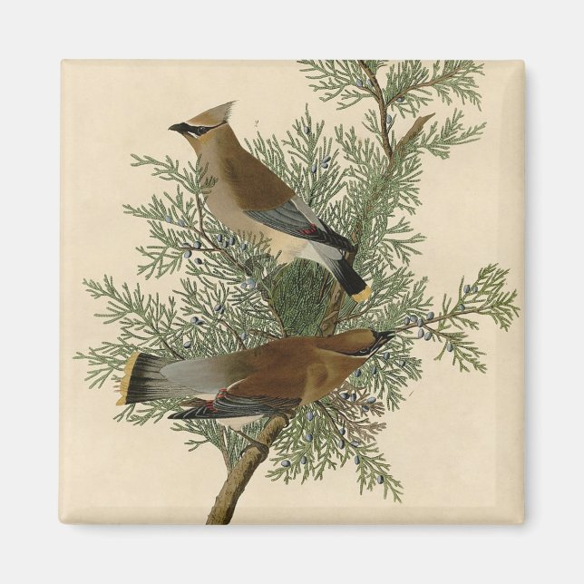 John James Audubon Cedar Waxwing Bird Print Magnet (Front)