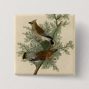 John James Audubon Cedar Waxwing Bird Print Pinback Button