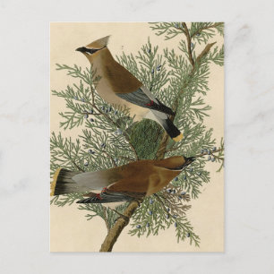 John James Audubon Cedar Waxwing Bird Print Postcard