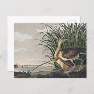 John James Audubon Long-Billed Curlew Bird Postcard