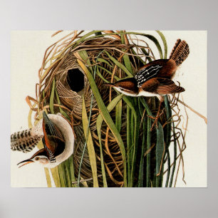 John James Audubon Marsh Wren Bird Print