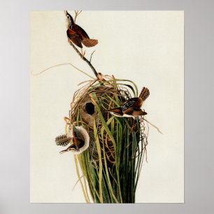 John James Audubon Marsh Wren Bird Print
