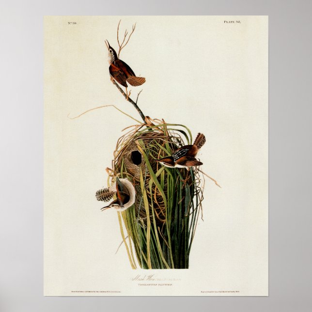 John James Audubon Marsh Wren Bird Print (Front)