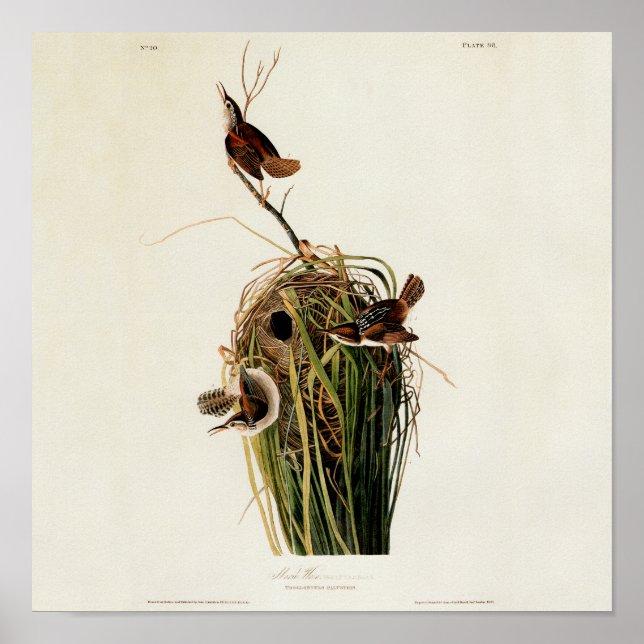 John James Audubon Marsh Wren Bird Print (Front)