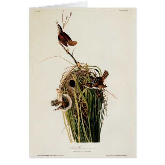 John James Audubon Marsh Wren Bird Print Cards (Front)