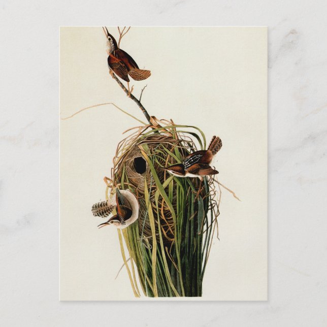 John James Audubon Marsh Wren Bird Print Postcard (Front)