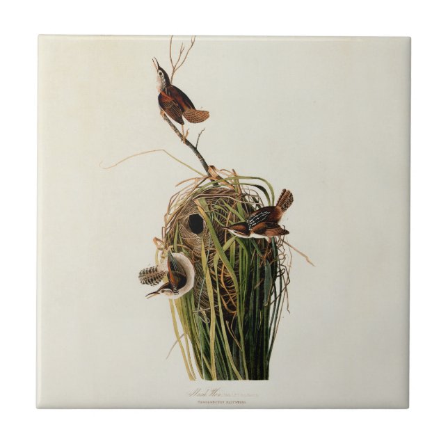 John James Audubon Marsh Wren Bird Print Tile (Front)