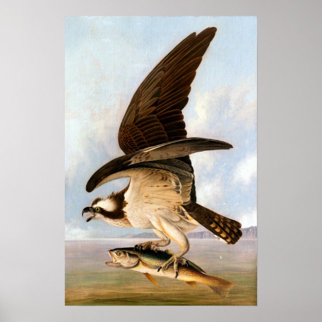 John James Audubon Osprey and Weakfish Poster (Front)