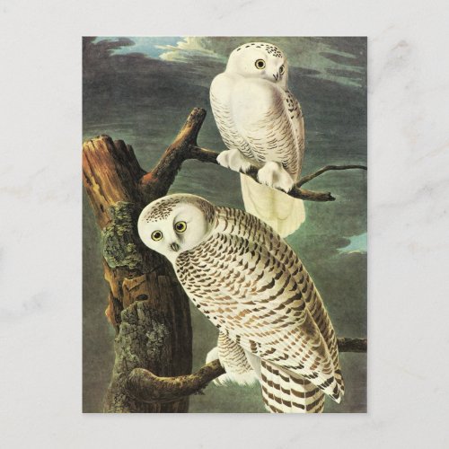 John James Audubon Owls Fine Art Postcard