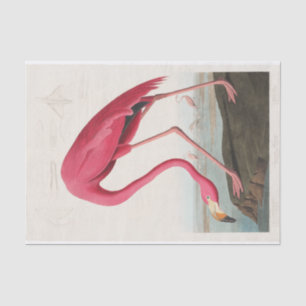 John James Audubon   Pink Flamingo Tissue Paper