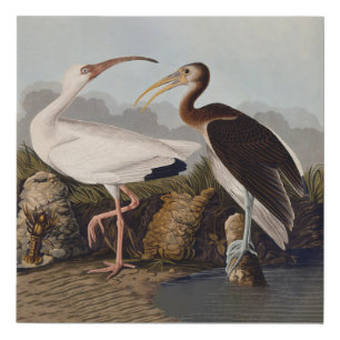 John James Audubon White Ibis Bird Print Classic