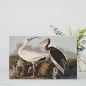 John James Audubon White Ibis Bird Print Classic (Standing Front)