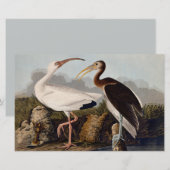John James Audubon White Ibis Bird Print Classic (Front/Back)