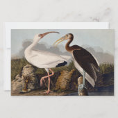John James Audubon White Ibis Bird Print Classic (Front)