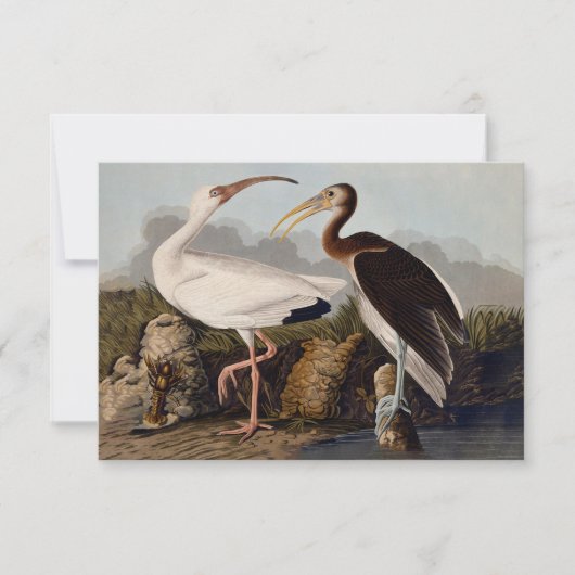 John James Audubon White Ibis Bird Print Classic (Front)