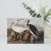 John James Audubon White Ibis Bird Print Classic (Standing Front)