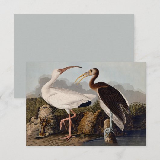 John James Audubon White Ibis Bird Print Classic (Front/Back)