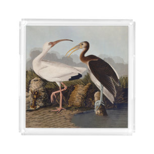 John James Audubon White Ibis Bird Print Classic Acrylic Tray